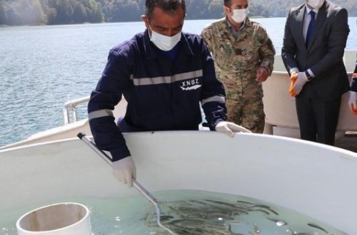 Göygöl və Maralgöl göllərinə körpə forel balıqları buraxılıb - FOTO