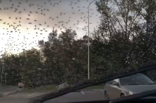 Город в России атаковали полчища насекомых – ВИДЕО