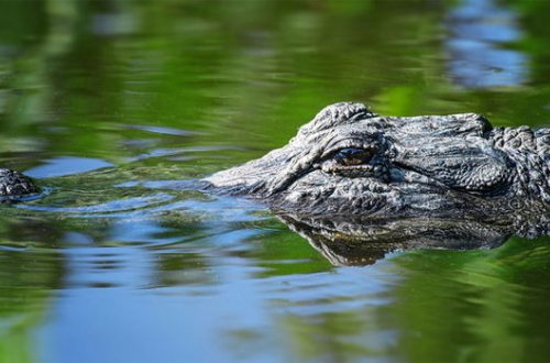 Timsahla sürət yarışına girdi, nəticələr təəccübləndirdi - VİDEO