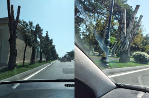 Atatürk Parkında budanan ağaclar quruyub? - FOTO