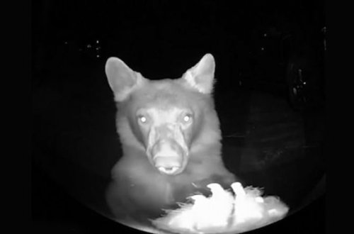 Dəcəllik edən ayı qapının zəngini basıb qaçdı - VİDEO