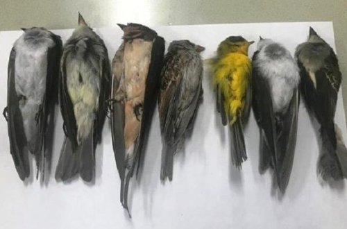 ABŞ və Meksikada yüz minlərlə ölü quş tapıldı - FOTO