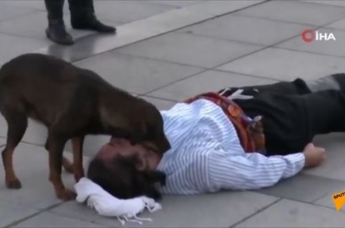 Küçə iti aktyorun yaralandığını sanıb kədərinə ortaq olmağa çalışdı – TƏSİRLİ VİDEO