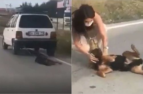 İtə qarşı qəddarcasına davranan kişinin cavabı ətrafdakıları şoka saldı – VİDEO