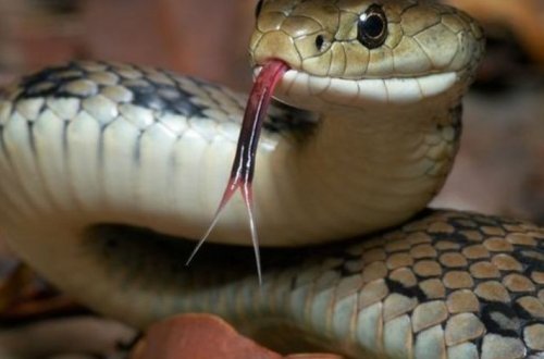 Житель Огуза попал в реанимацию после укуса змеи