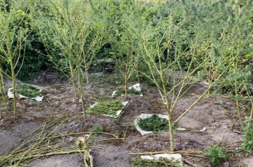 Xaçmazda meşədə narkotik əkən şəxs saxlanıldı - FOTO/VİDEO