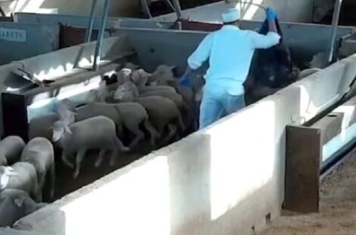 Bu heyvanlara olmazın İŞGƏNCƏ EDİLDİ: 