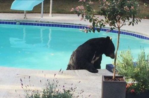Həyətə girən ayı hovuz kənarında yatmış ev sahibini oyandırdı