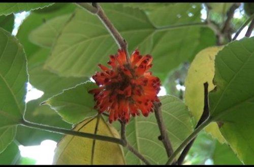 Mingəçevirdəki dekorativ bitki hər kəsdə maraq doğurur - VİDEO