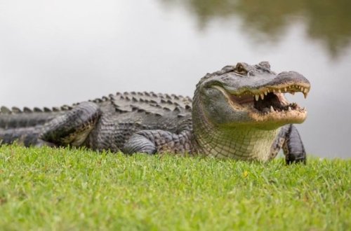 Zirəkliyi ilə timsahı çaş-baş qoyan tısbağa sosial şəbəkədə böyük maraq yaratdı - VİDEO