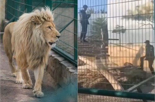 Selfi çəkmək üçün şirlər olan qəfəsə girdi - VİDEO