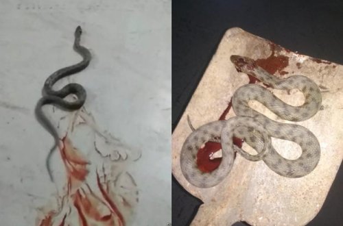 В центре Баку обнаружили большую змею - ВИДЕО