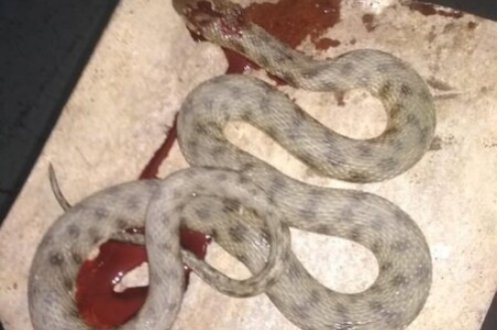 Bakının mərkəzində BÖYÜK İLAN peyda oldu - FOTO-VİDEO