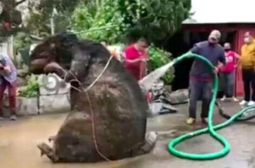 Kanalizasiyadan çıxan 