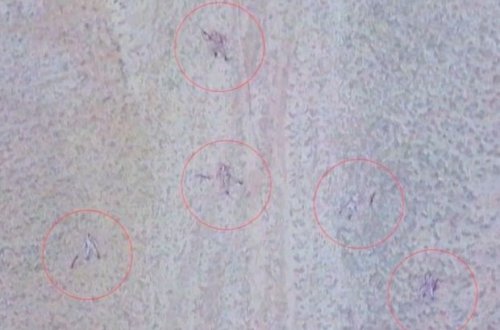 Talış kəndi ətrafındakı əlverişli yüksəkliklər düşməndən təmizləndi: Düşmən xeyli itki verdi - RƏSMİ + VİDEO