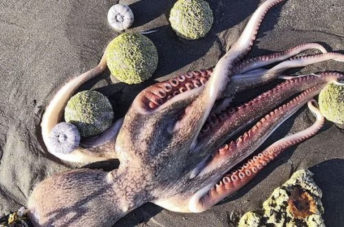 Dəniz canlılarının qəbiristanlığından sualtı görüntülər - VİDEO