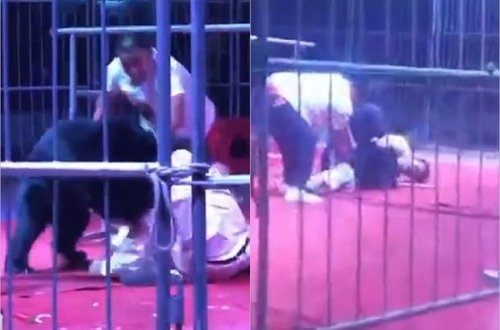 Sirk tamaşası zamanı dəhşət: Ayı təlimçisinə hücum etdi - VİDEO