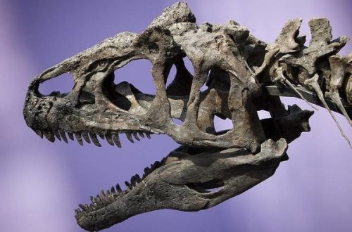 Tirinnazavrın skeleti rekord məbləğə satıldı