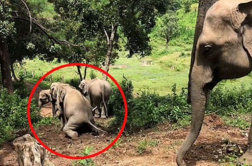 Əylənməyi sevən fillərin görüntüləri hər kəsi güldürdü - VİDEO