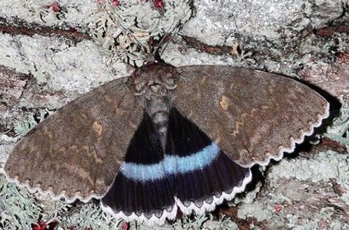 Çernobılda nəhəng kəpənək aşkar edildi - FOTO