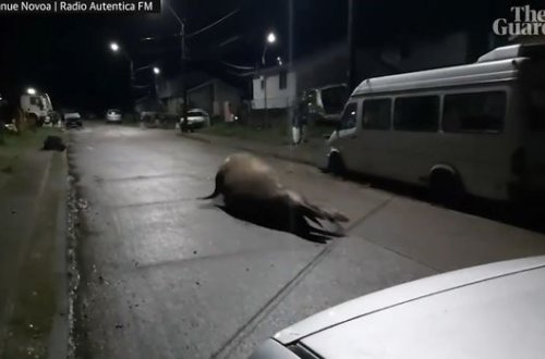 İnsanlar dəniz filinə unikal üsulla yol göstərdilər - VİDEO