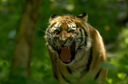 Hindistanda 8 nəfəri öldürən pələngin axtarışı aylardır davam edir