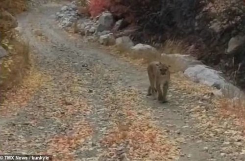 Parkda yürüş edən kişi vəhşi heyvanla qarşılaşdı - VİDEO