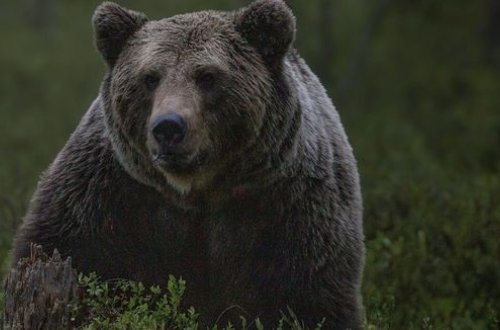 Rusiyada ayı qəbiristanlığa hücum edib cəsədləri çıxardı - FOTO