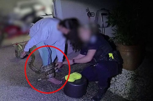 Pitonu xilas etmək istəyən qadın əməlinə görə peşman oldu - VİDEO