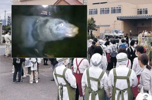 Yaponiyada ticarət mərkəzinə girən ayı qorxulu anlar yaşatdı - VİDEO