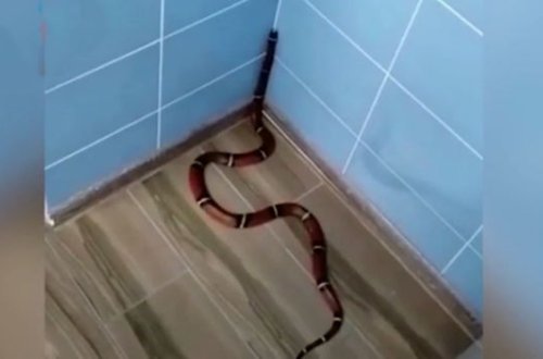 Qeyri-adi “pasiyent” stomotoloqu qorxutdu - VİDEO