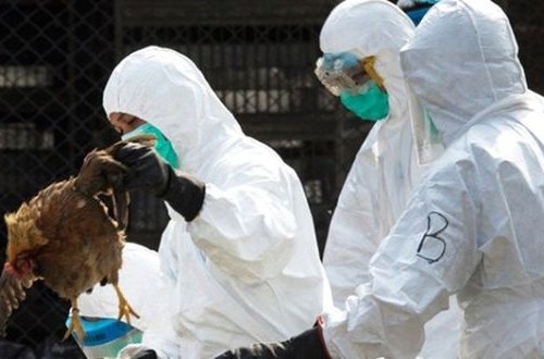 Niderlandda “quş qripi” panikası