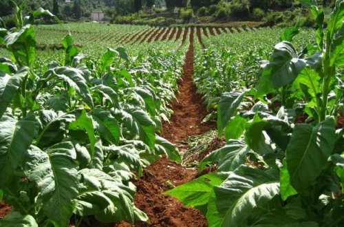 Şəkidə tütün istehsalının həcmi 3,2 milyon ton olub