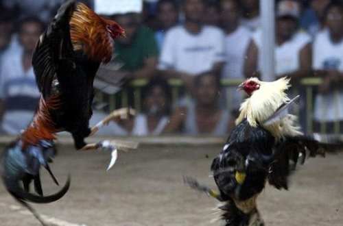 Xoruz polis leytenantını öldürdü - FOTO
