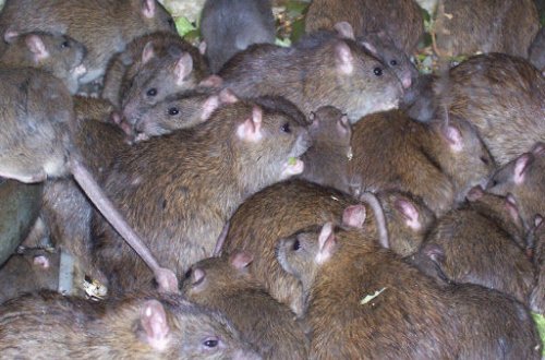 Сына утянуло в кишащую огромными крысами щель в тротуаре на глазах у матери