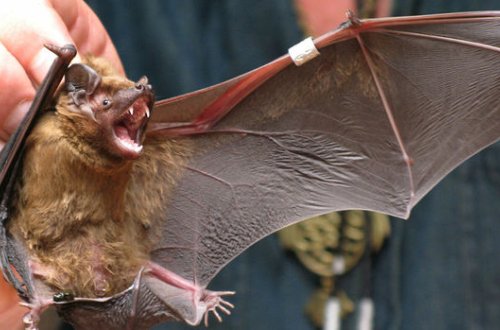 Rusiyada yaşayan yarasalarda koronavirus aşkarlanıb