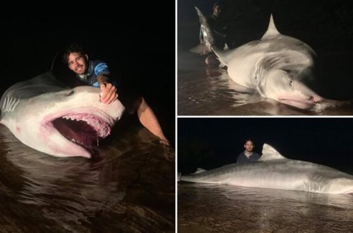 320 kiloqramlıq köpək balığını sudan çıxarmaq üçün 80 dəqiqə 