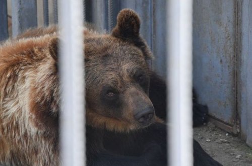 Rusiyada ayı zoopark işçisinə hücum çəkib – ANBAAN VİDEO