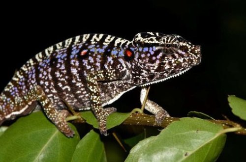 Ученые нашли редкую рептилию, которая 100 лет считалась вымершей