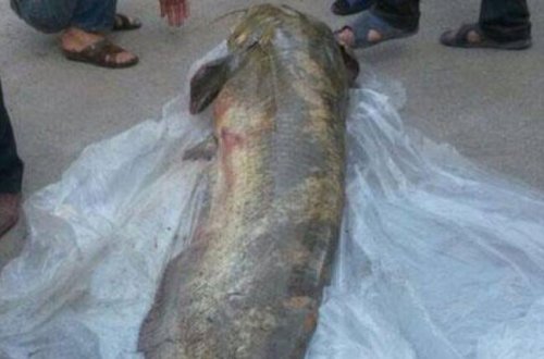 Azərbaycanda Kürdən görün nə tutdular – FOTO