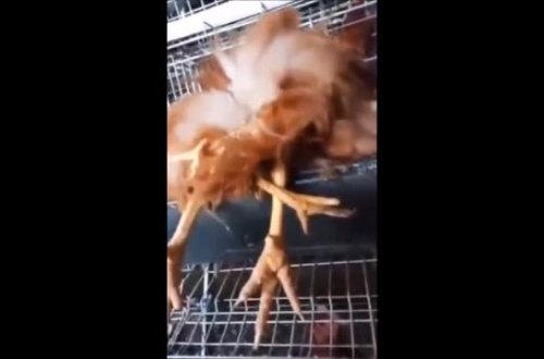 Dörd ayaqlı toyuq görənləri təəccübləndirdi - VİDEO