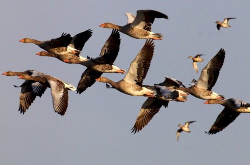 Yaponiyada quş qripi yayılıb