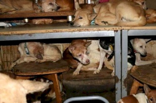 164 itlə 30 il eyni evdə yaşadılar