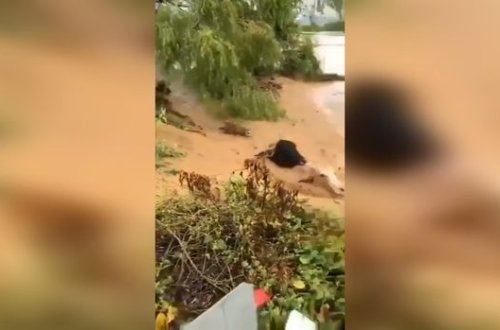 Güclü sel heyvan sürüsünü tələf etdi - VİDEO