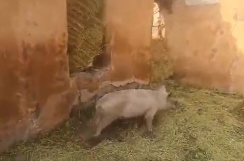 Ermənilər Qubadlıda tarixi məscidi donuz tövləsinə çevirdi - VİDEO