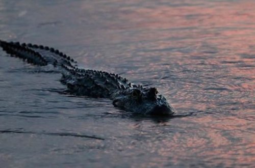 Avtomobilini timsahlarla dolu kanala aşıran qadın öldü