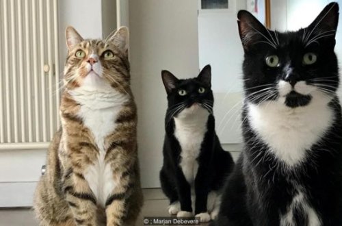 Pişiklərin nə dediyini anlamaq mümkün oldu - Yaponlardan yeni ixtira