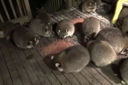 Ölmüş arvadının vəsiyyətinə görə 17 il yenotları yemlədi - FOTO/VİDEO