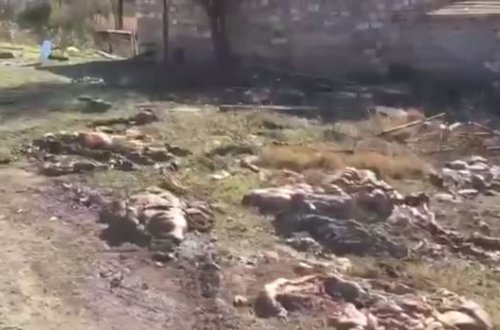 Покидая Кельбаджар, армяне убивают животных и оставляют их гнить - ВИДЕО