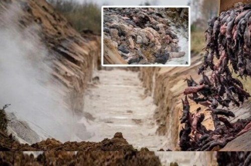 Daha bir qorxulu virus: Sürətlə yayılır